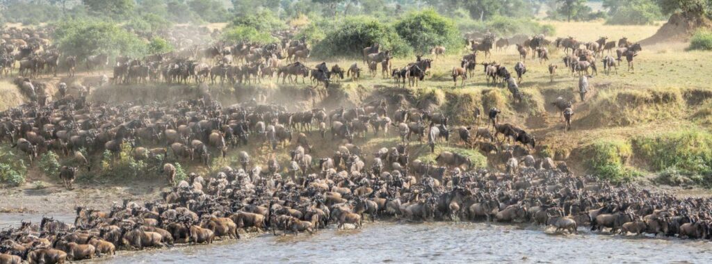 Great Migration, Masai Mara, serengenti National Park. Kenya Tanzania Safaris