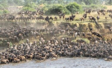 Great Migration, Masai Mara, serengenti National Park. Kenya Tanzania Safaris