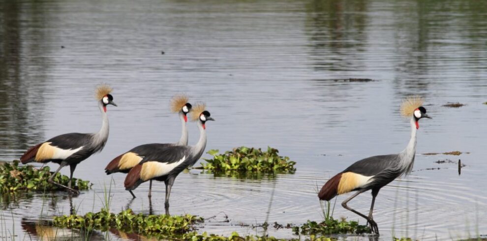 Grey-Crowned-Cranes-Akagera-NP-Gems-of-Rwanda-1024×683