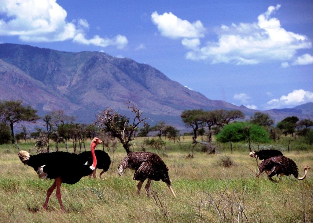 Kidepo-Valley-National-Park (1)