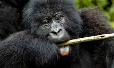Mountain Gorilla Baby