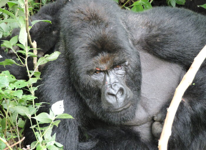 1 Day Gorillas Trek in Rwanda