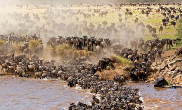 Great Migration, Masai Mara, serengenti National Park. Kenya Tanzania Safaris