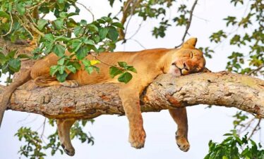 Tree Climbing lion