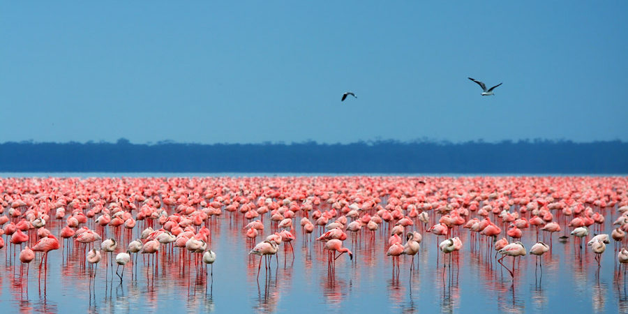 lake Nakuru. Kenya Safaris