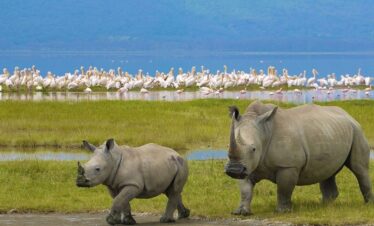 Lake Nakuru National park. Kenya Safaris