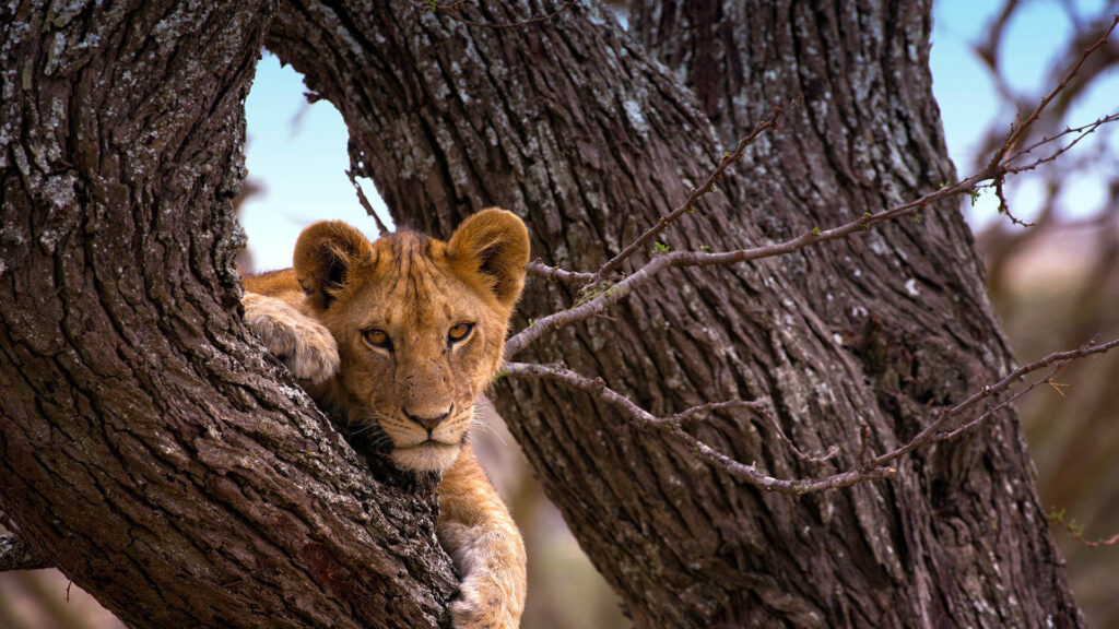 serengeti-national-park-tanzania-national-parks-nasikia-camps-game-drives-tours-tanzania-safaris-africa-lion