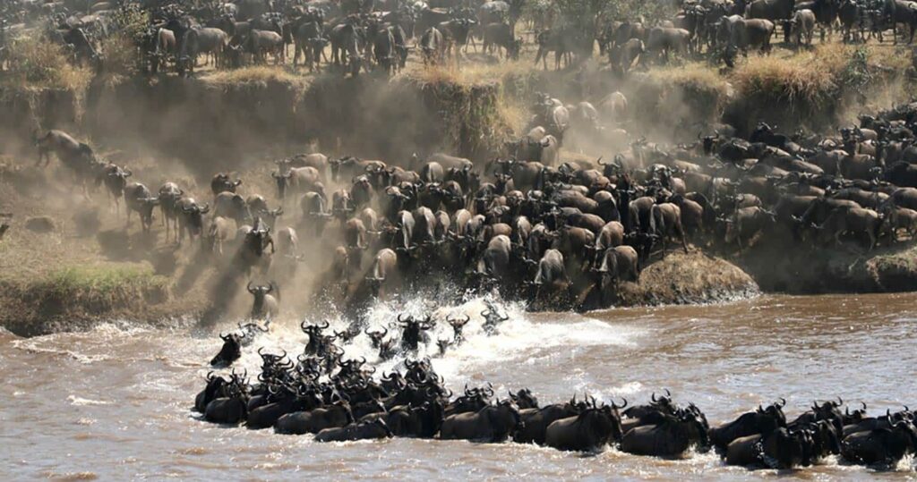 Great Migration, Masai Mara, serengenti National Park. Kenya Tanzania Safaris