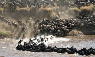 Great Migration, Masai Mara, serengenti National Park. Kenya Tanzania Safaris